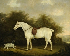 A Saddled Grey Hunter with a Spaniel in a Wooded Landscape by Clifton Tomson
