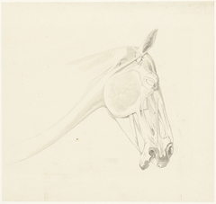 Anatomische studie van de spieren van een paardenhoofd by Josephus Augustus Knip