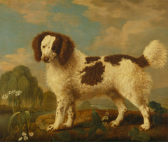 Brown and White Norfolk or Water Spaniel by George Stubbs
