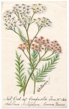 Common Yarrow (Achillea millefolium) - William Catto - ABDAG016179 by William Catto