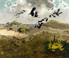 Cranes in dunes. by Friedrich Lissmann