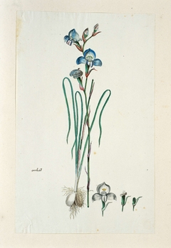 Disa graminifloia, met detailstudies van de bloeiwijze by Robert Jacob Gordon