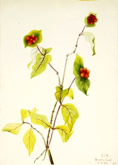 Douglas Honeysuckle (Lonicera glaucescens) by Mary Vaux Walcott