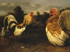 Fight of a Rooster and a Turkey Cock
