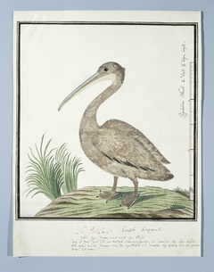Kleine pelikaan (Pelecanus rufescens)