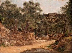 Olive Grove from Tivoli near Rome