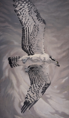 Osprey by David Caesar