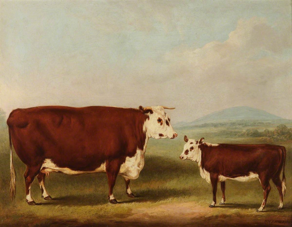 Hereford Bull by William Henry Davis