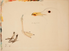 Three Bird Legs and Common Gull