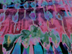 "Tulips Negative" by Katherine Winnick