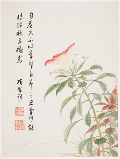 Cock's-comb from a Flower Album of Ten Leaves by Xiang Shengmo