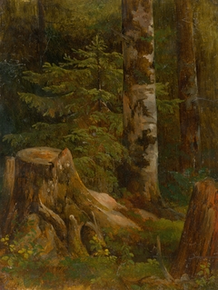 Coniferous Woods Interior by Friedrich Carl von Scheidlin