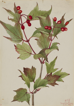 Cranberrybush (Viburnum pauciflorum) by Mary Vaux Walcott