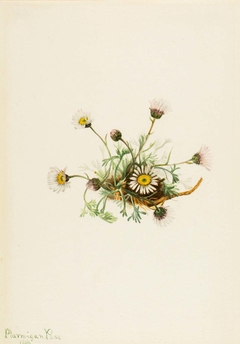 Cut-Leaf Fleabane (Erigeron compositus) by Mary Vaux Walcott