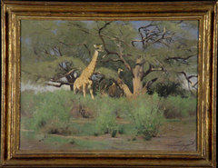 Giraffen onder acacia's na regentijd by Wilhelm Kuhnert