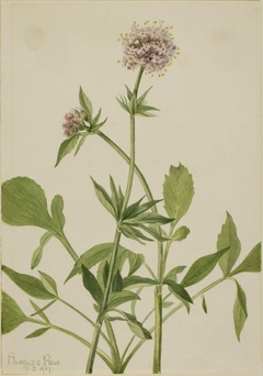 Heliotrope Valerian (Valeriana sitchensis) by Mary Vaux Walcott