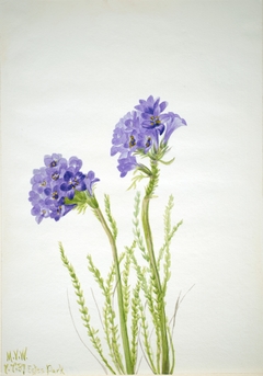 Jacob's Ladder (Polemonium viscosum) by Mary Vaux Walcott