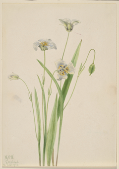 Pussy-ears (Calochortus elegans) by Mary Vaux Walcott