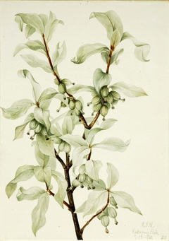 Silverberry (Elaeagnus commutata) by Mary Vaux Walcott