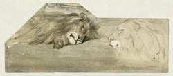 Studies van twee leeuwen