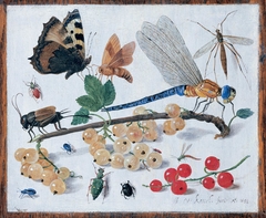 Study of fruit and insects