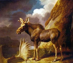 The Moose by George Stubbs