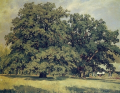 The Mordvinovo Oak