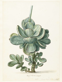 Vetplant (Cotyledon orbiculata?) by Herman Saftleven