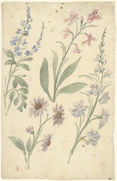 Vier studies van roze en blauwe bloemen by Elias van Nijmegen
