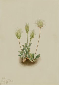 White Dryad (Dryas octopetala) by Mary Vaux Walcott