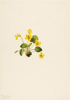 Yellow Violet (Viola orbiculata) by Mary Vaux Walcott
