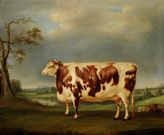 A Brindled Shorthorn Cow, bred at Calke by Thomas Weaver