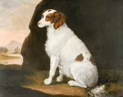 A White and Brown Spaniel