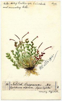 Alpine Epilobe (Epilobium alpinum) - William Catto - ABDAG016190 by William Catto