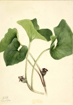 Canada Wild Ginger (Asarum canadense) by Mary Vaux Walcott
