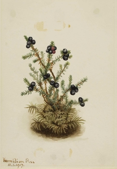 Crowberry (Empetrum nigrum) by Mary Vaux Walcott