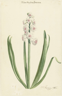 De rozewitte hyacint Kroon van Groot Brittanien by Jan Augustini