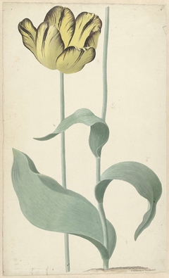 De tulp Bizard Louis d'Effroy by Cornelis van Noorde