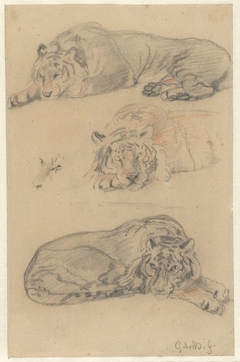Drie studies van een tijger by Guillaume Anne van der Brugghen