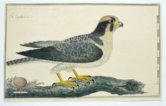 Edelvalk (Falco biarmicus) op een boomtak