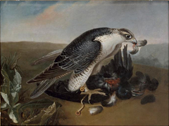 Falcon devouring a bird