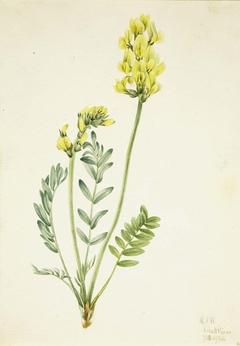 False Locoweed (Oxytropia gracilis) by Mary Vaux Walcott