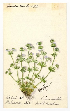 Heath bedstraw (galium hercynicum) - William Catto - ABDAG016400 by William Catto