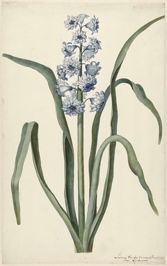 Hyacinth by Laurens Jacobsz. van der Vinne