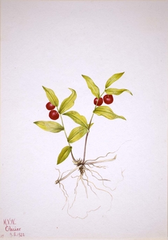 Kruhsea (Kruhsea streptopoides) by Mary Vaux Walcott