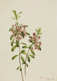 Lambkill (Kalmia angustifolia) by Mary Vaux Walcott