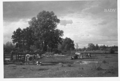 Landschaft mit Kühen auf der Weide by Wilhelm Kühling