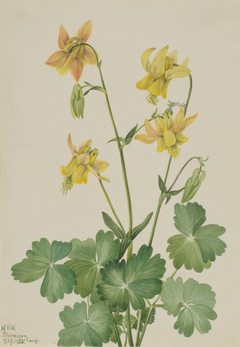 Lemon Columbine (Aquilegia flavescens) by Mary Vaux Walcott