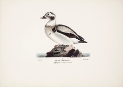Long-tailed Duck by Magnus von Wright