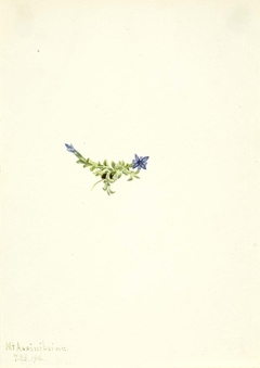 Moss Gentian (Gentiana prostrata) by Mary Vaux Walcott